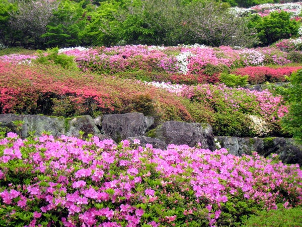 春の十可苑3万株のツツジと慧洲園で楽しむ茶摘み体験 日帰りバスツアー🚌1